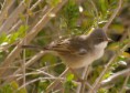 /album/some-overseas-trips/common-whitethroat-israel-march-2006-jpg/